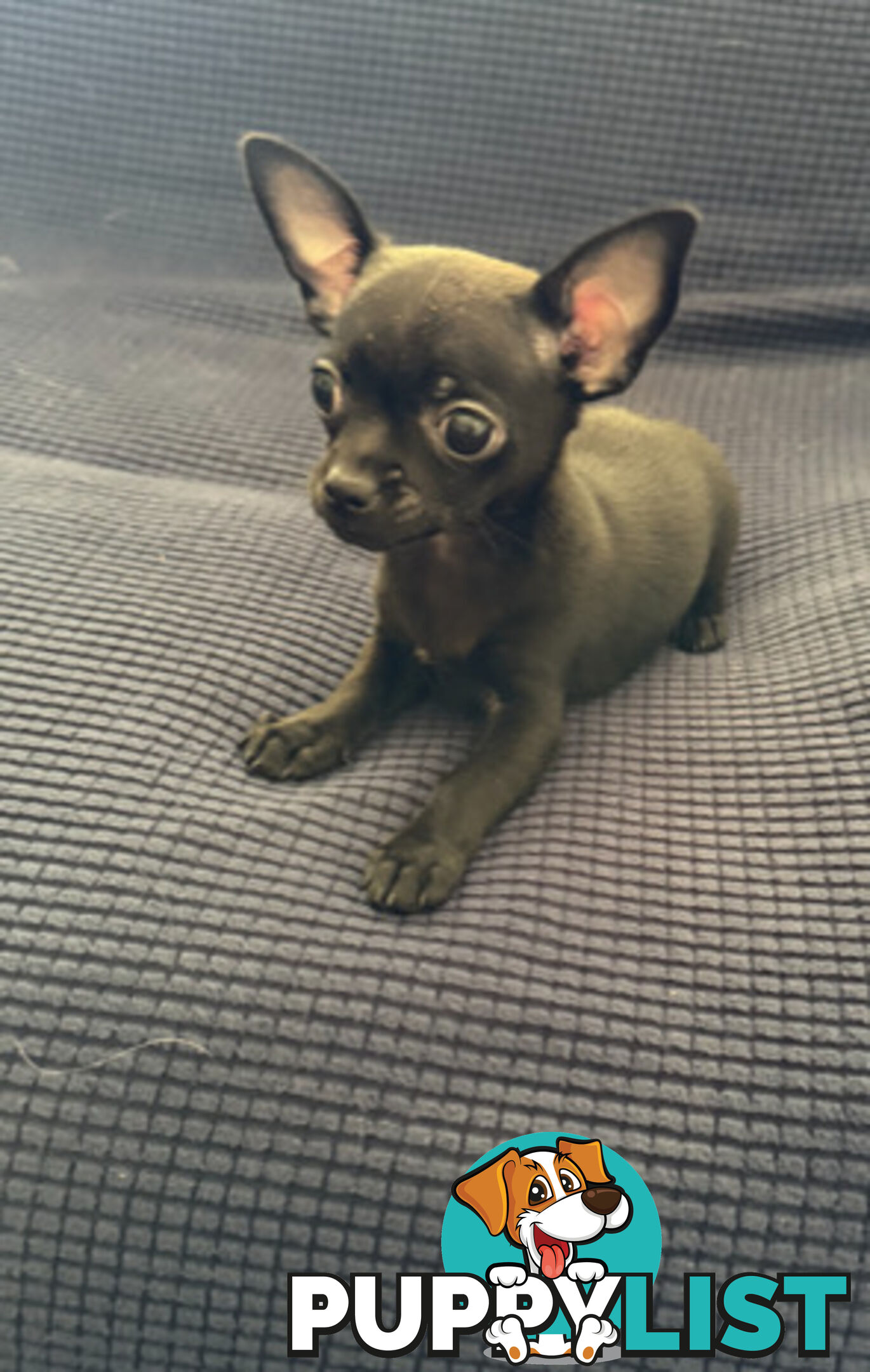 Purebred Black Male Chihuahua Puppy