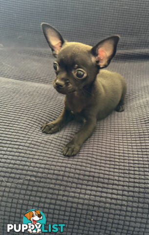 Purebred Black Male Chihuahua Puppy