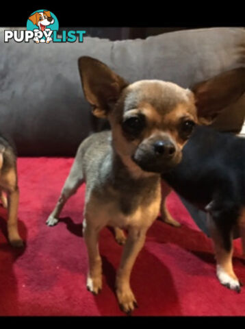 Purebred Black Male Chihuahua Puppy