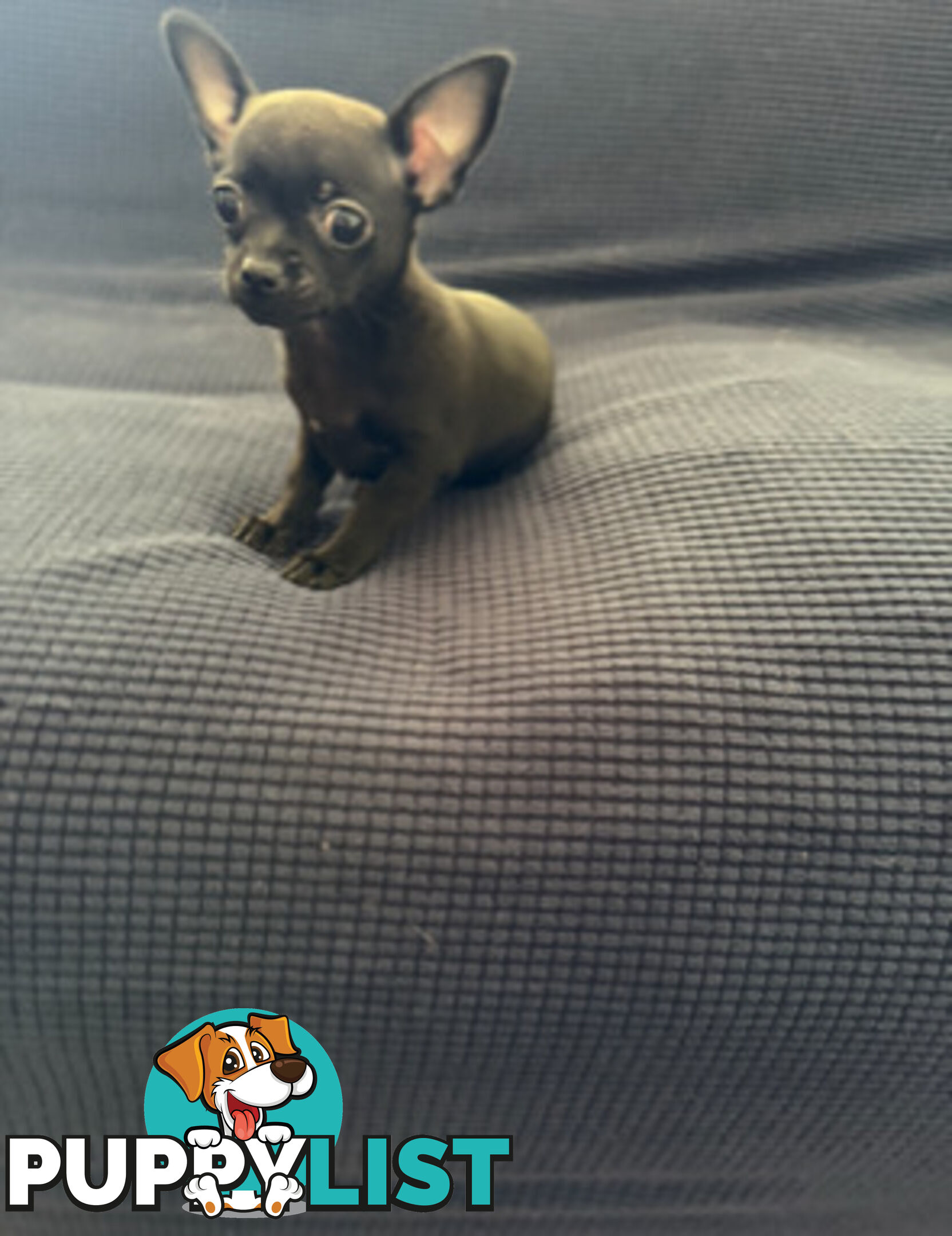 Purebred Black Male Chihuahua Puppy