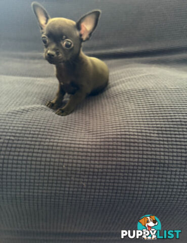 Purebred Black Male Chihuahua Puppy