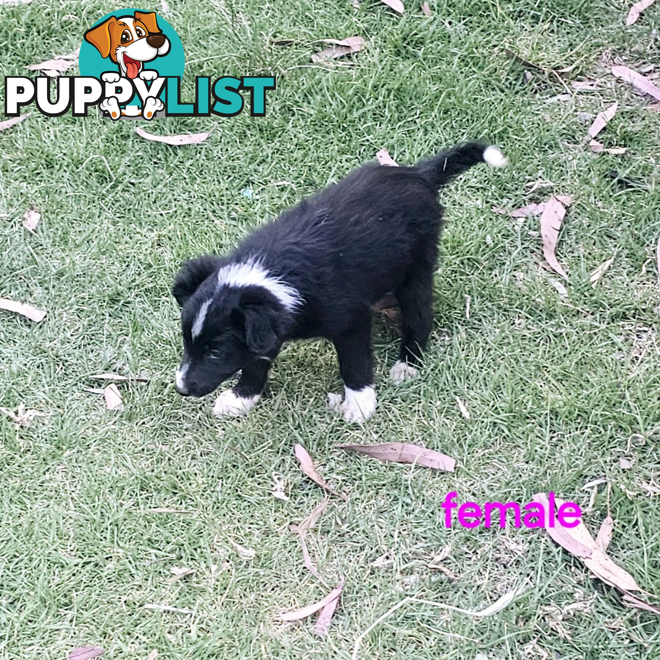 Border collie working dog pups