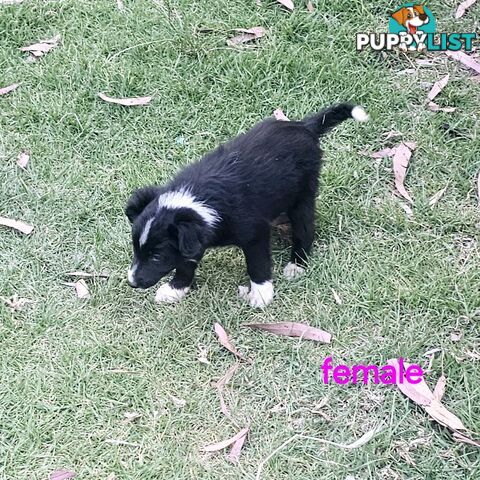 Border collie working dog pups