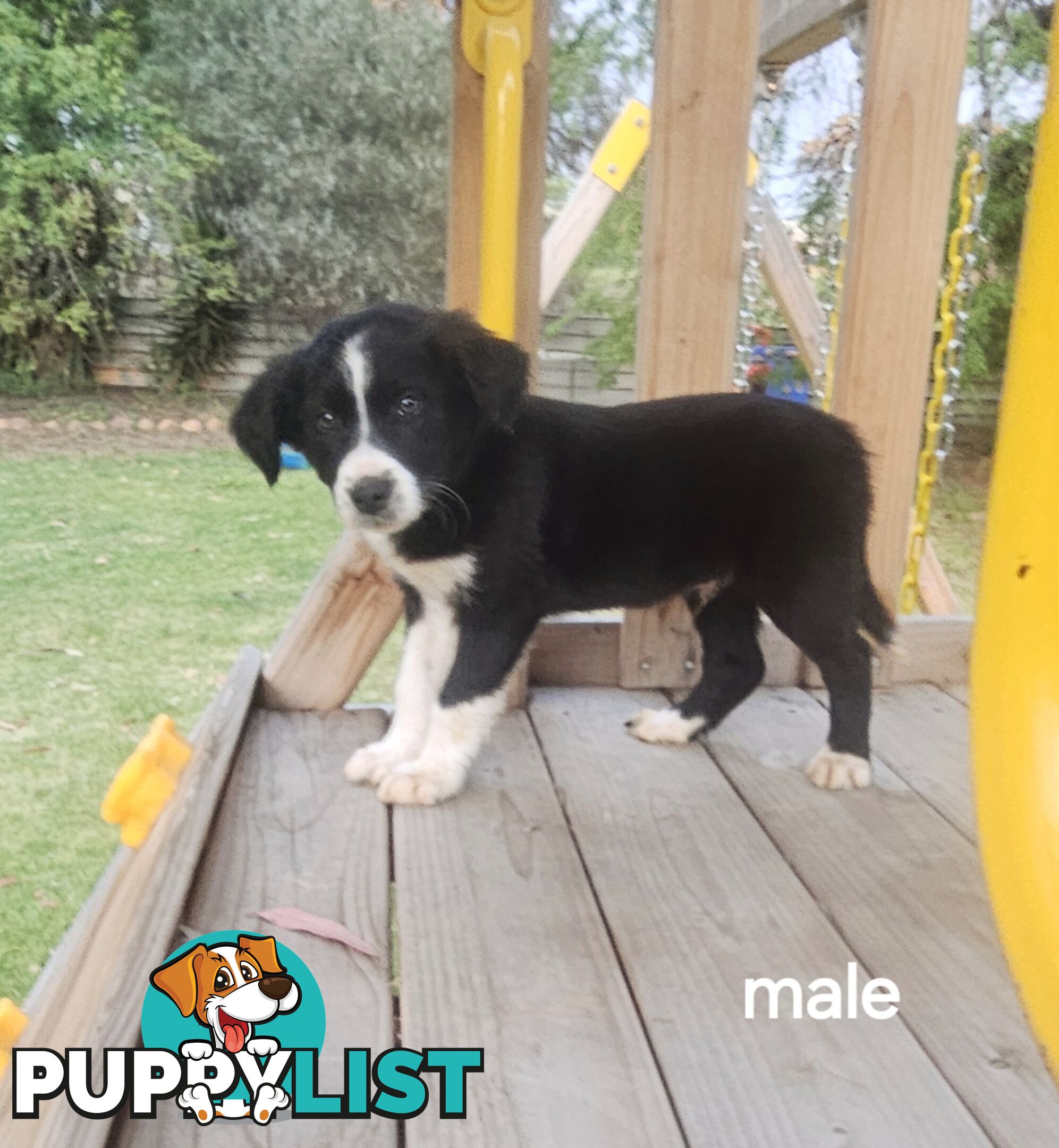 Border collie working dog pups