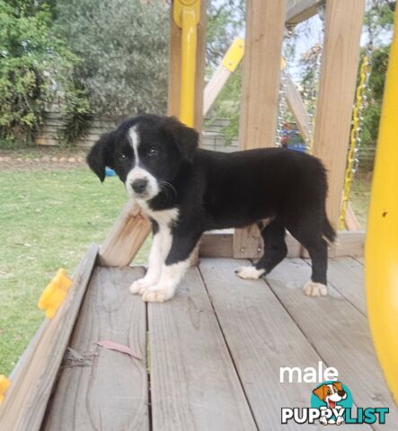 Border collie working dog pups