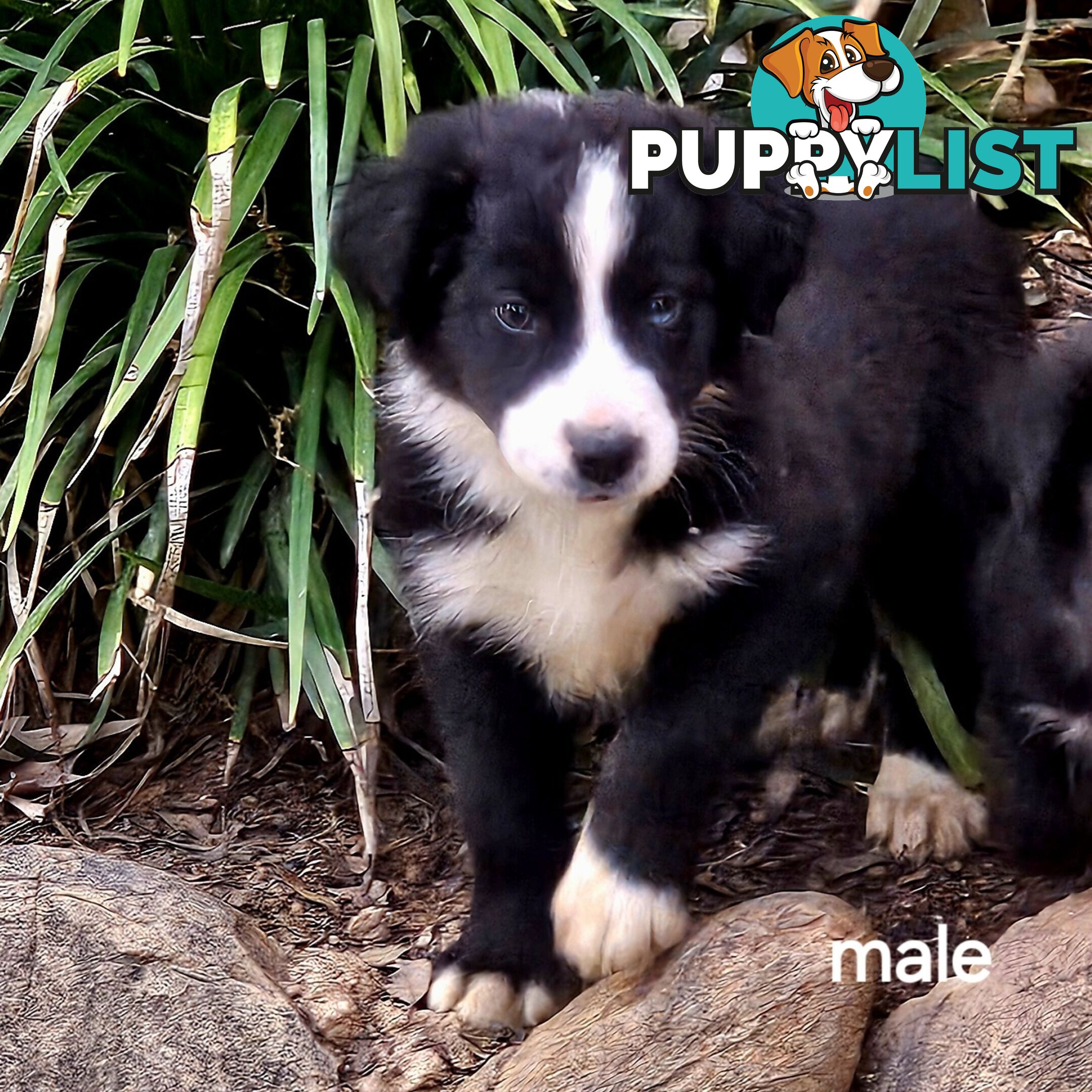 Border collie working dog pups