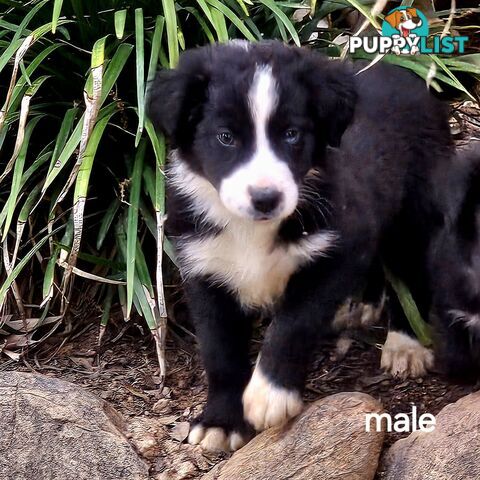 Border collie working dog pups