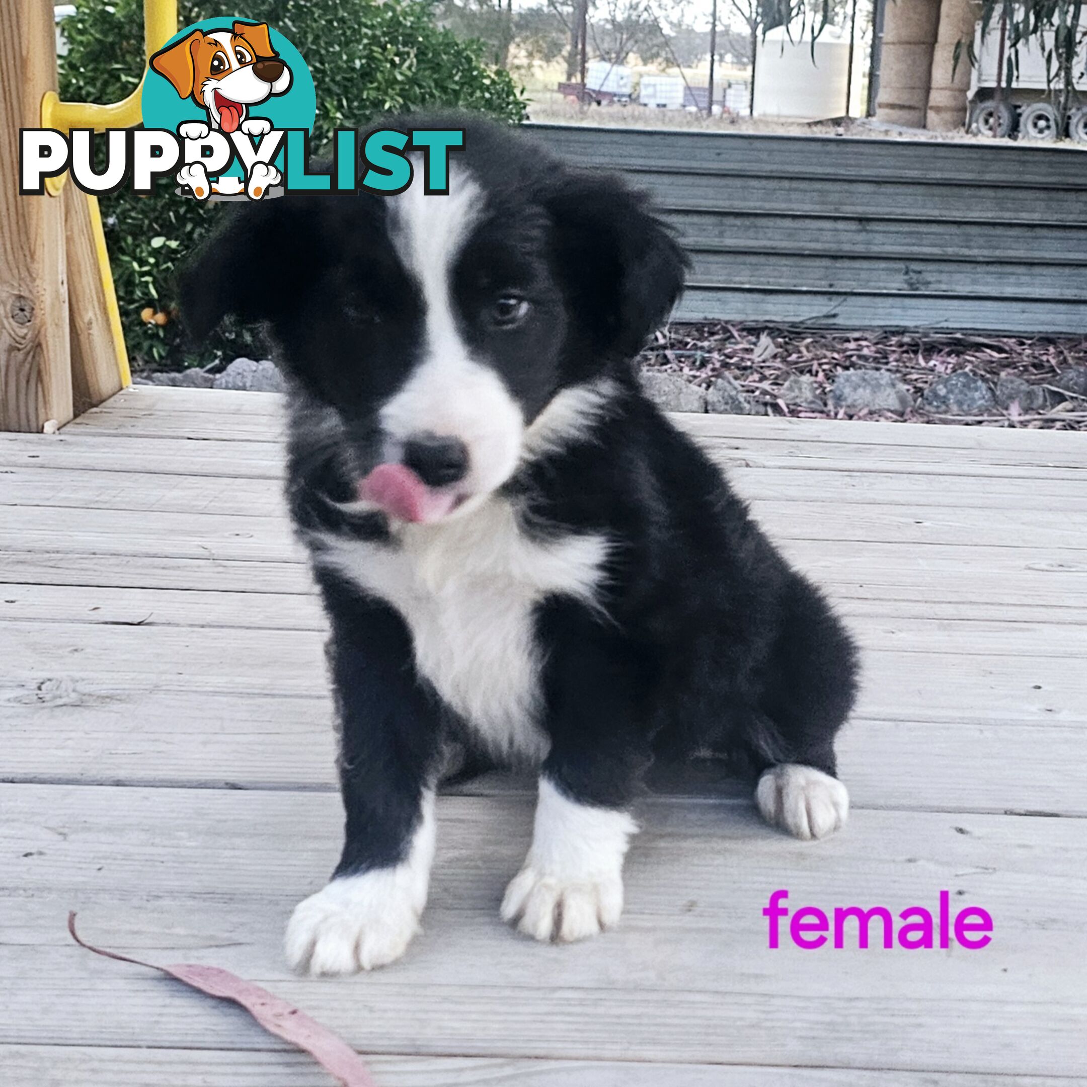 Border collie working dog pups