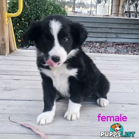 Border collie working dog pups