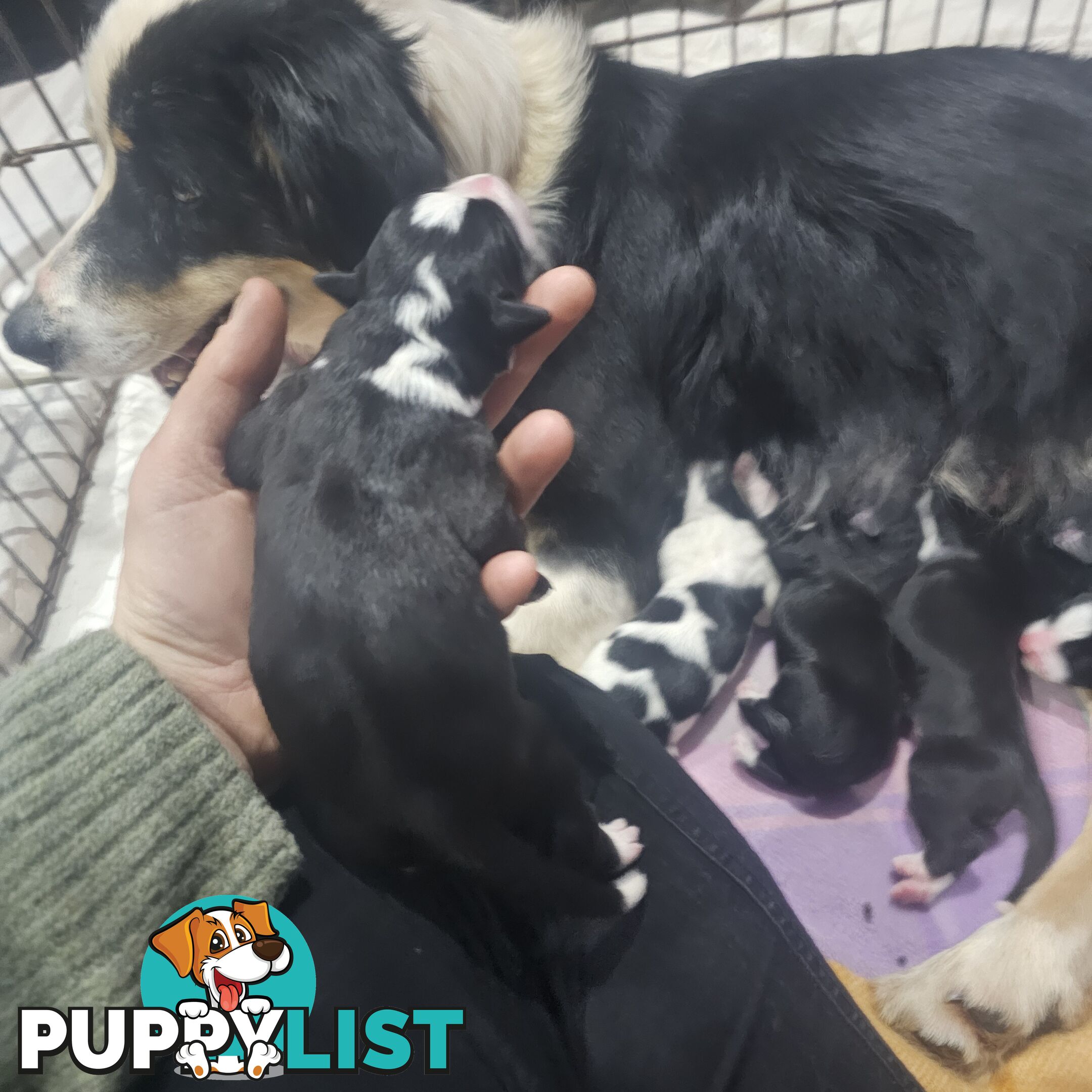 Border collie working dog pups