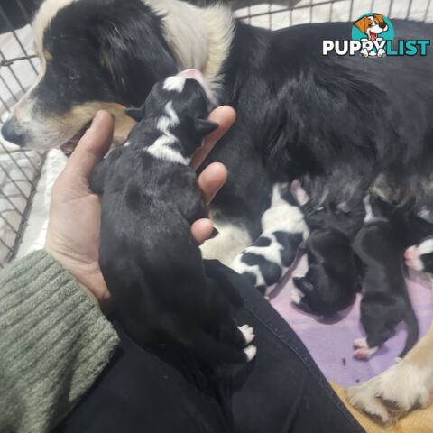 Border collie working dog pups