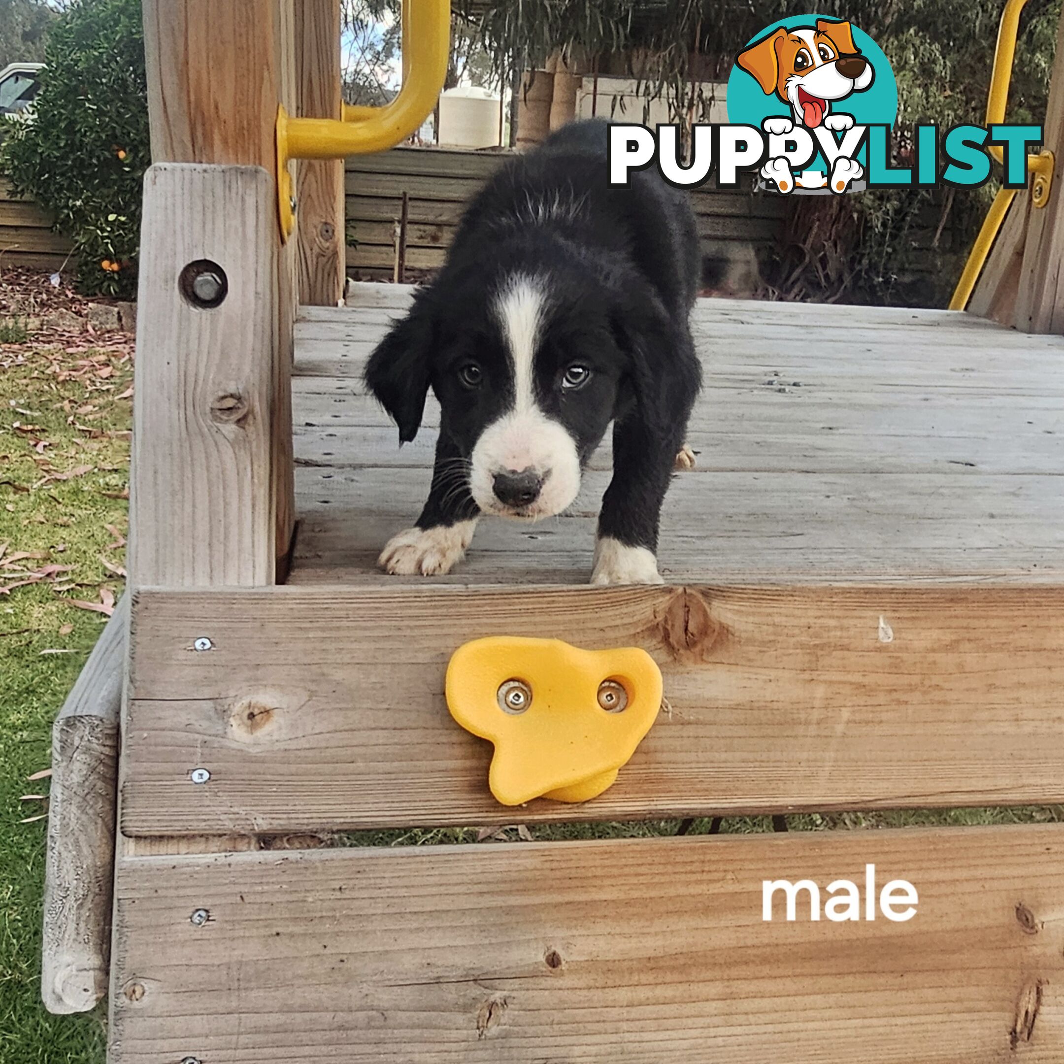 Border collie working dog pups