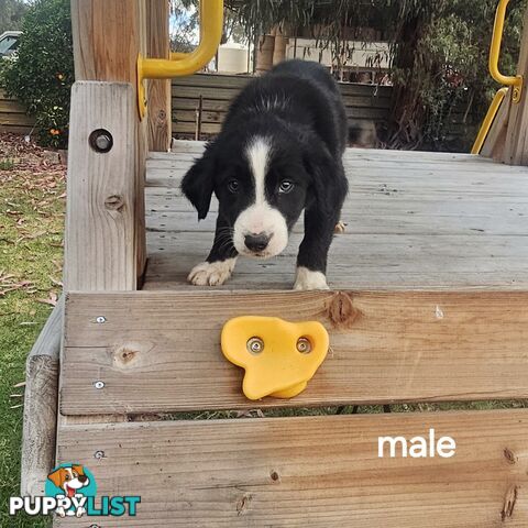 Border collie working dog pups