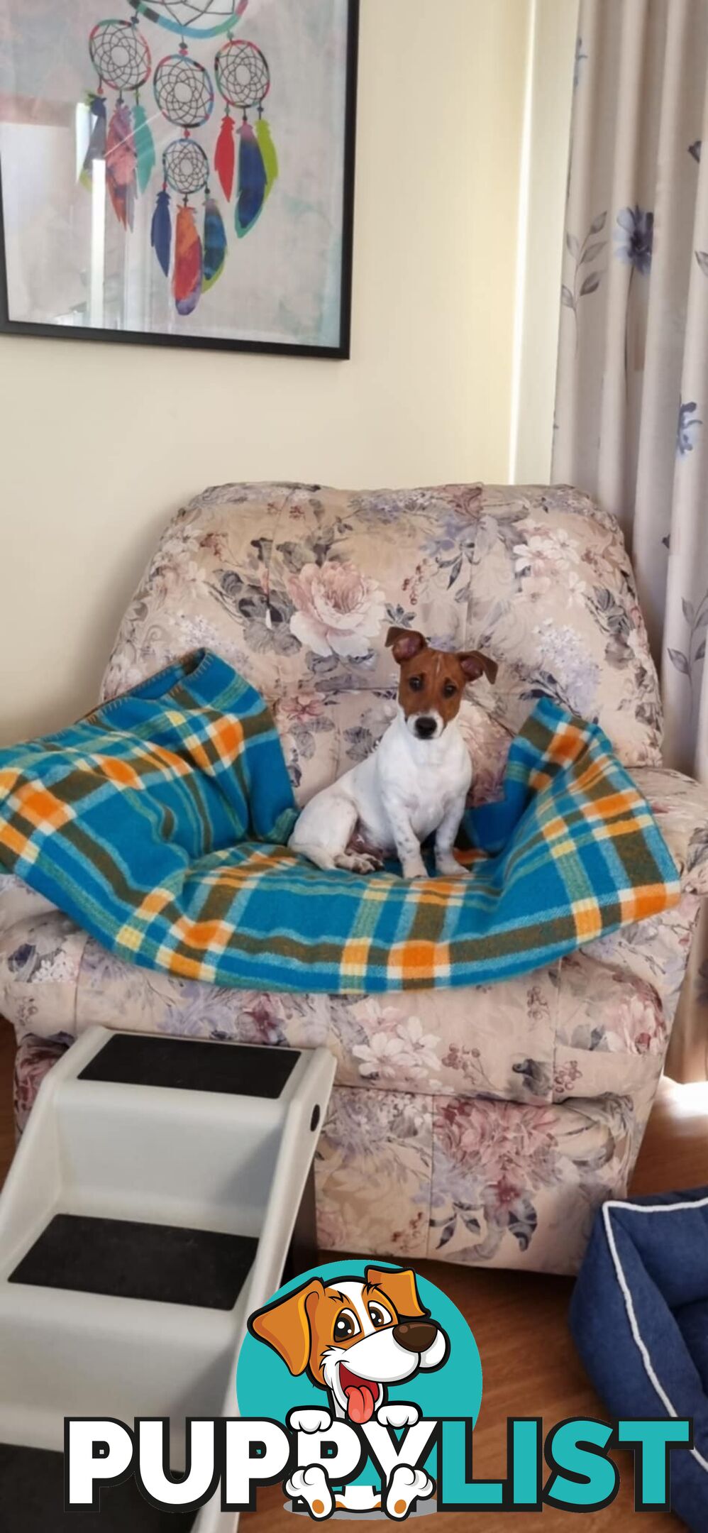 JRT MALE  7.5 Months