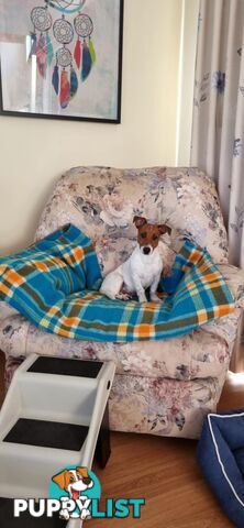 JRT MALE  7.5 Months