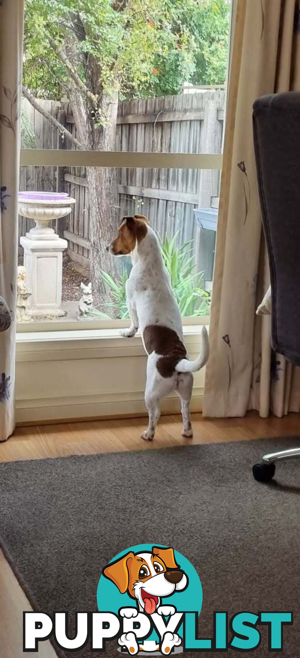 JRT MALE  7.5 Months