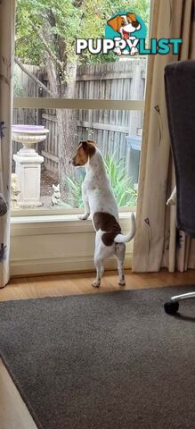 JRT MALE  7.5 Months