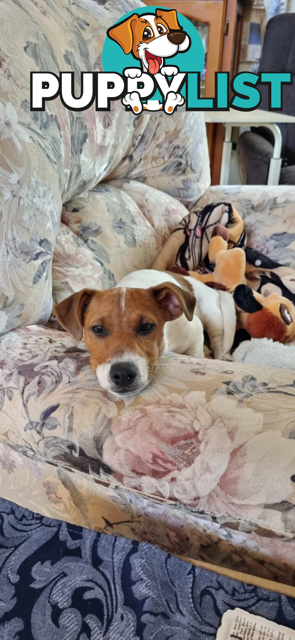 JRT MALE  7.5 Months
