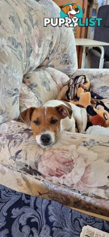 JRT MALE  7.5 Months