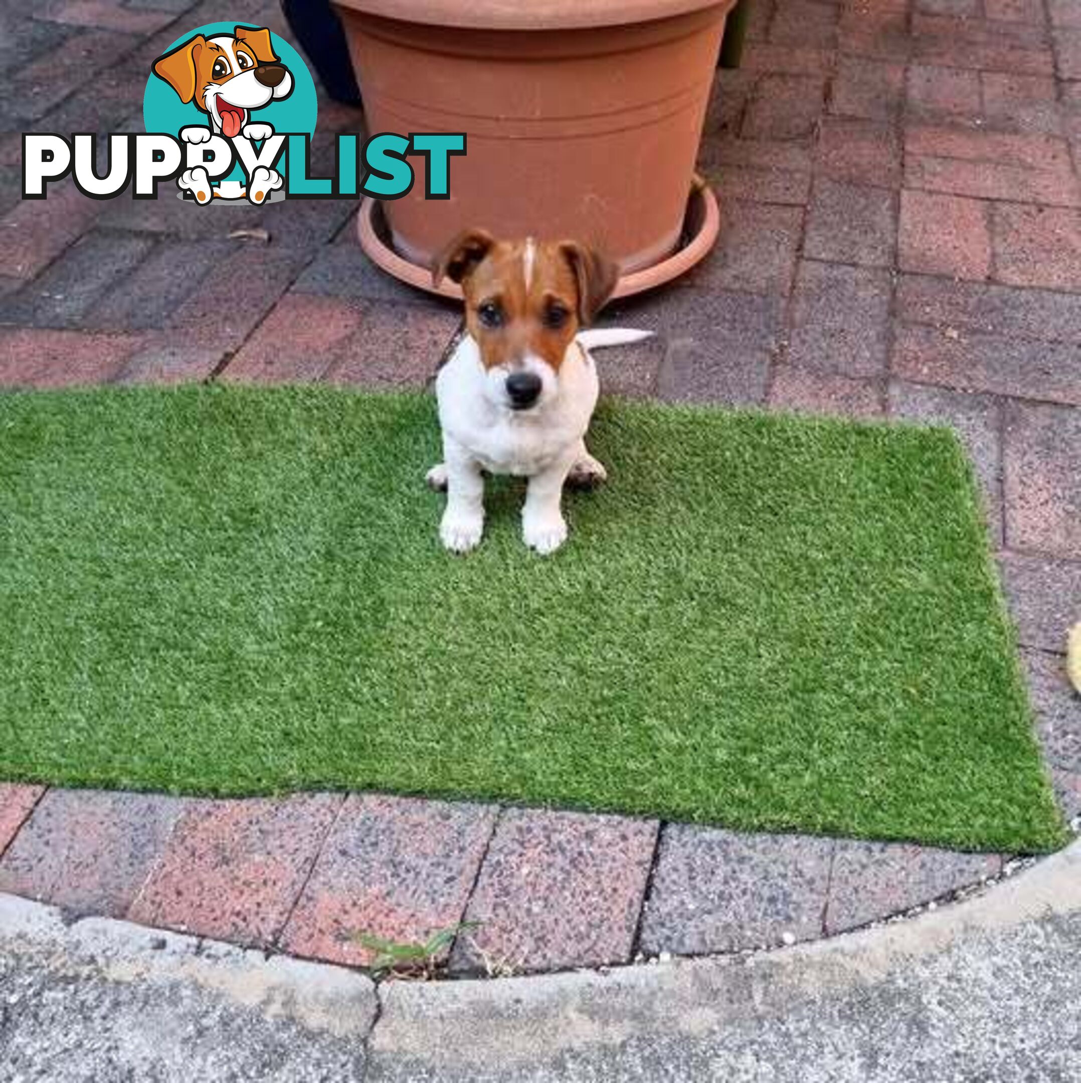 JRT MALE  7.5 Months