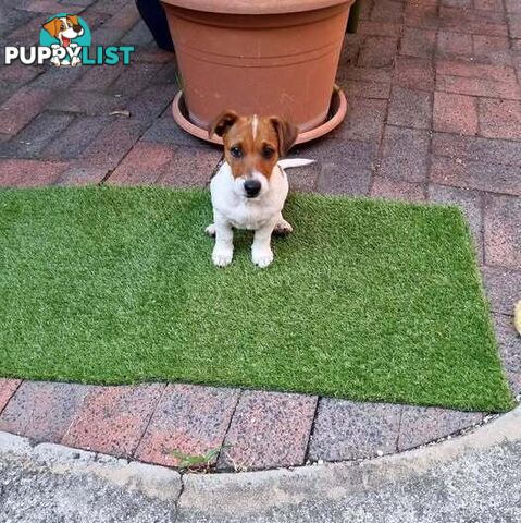 JRT MALE  7.5 Months