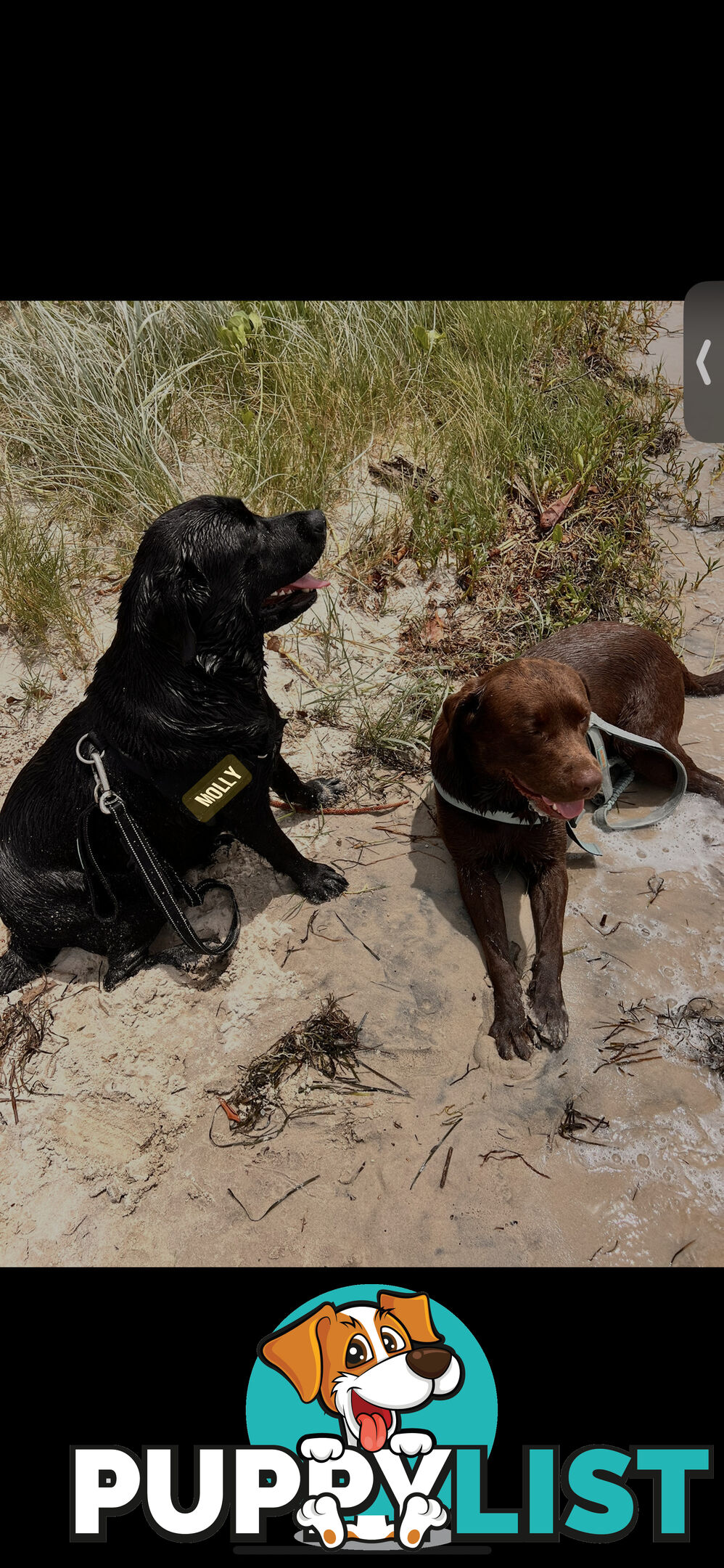 Purebred Labrador puppies
