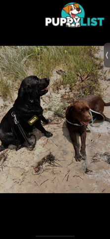 Purebred Labrador puppies