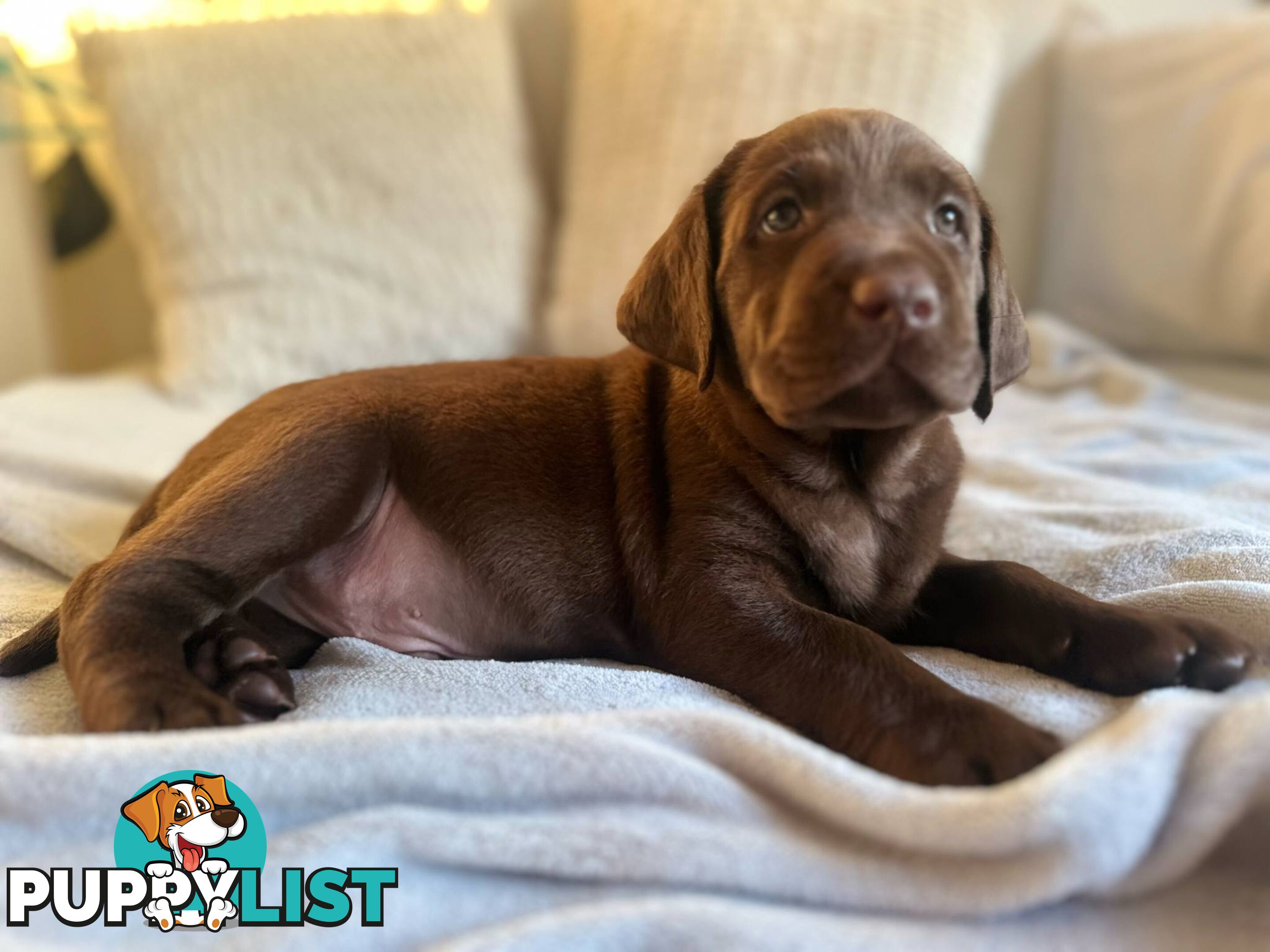 Purebred Labrador puppies