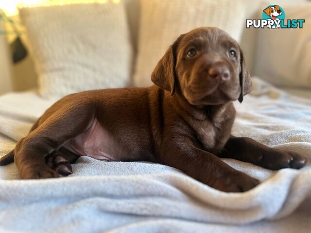 Purebred Labrador puppies