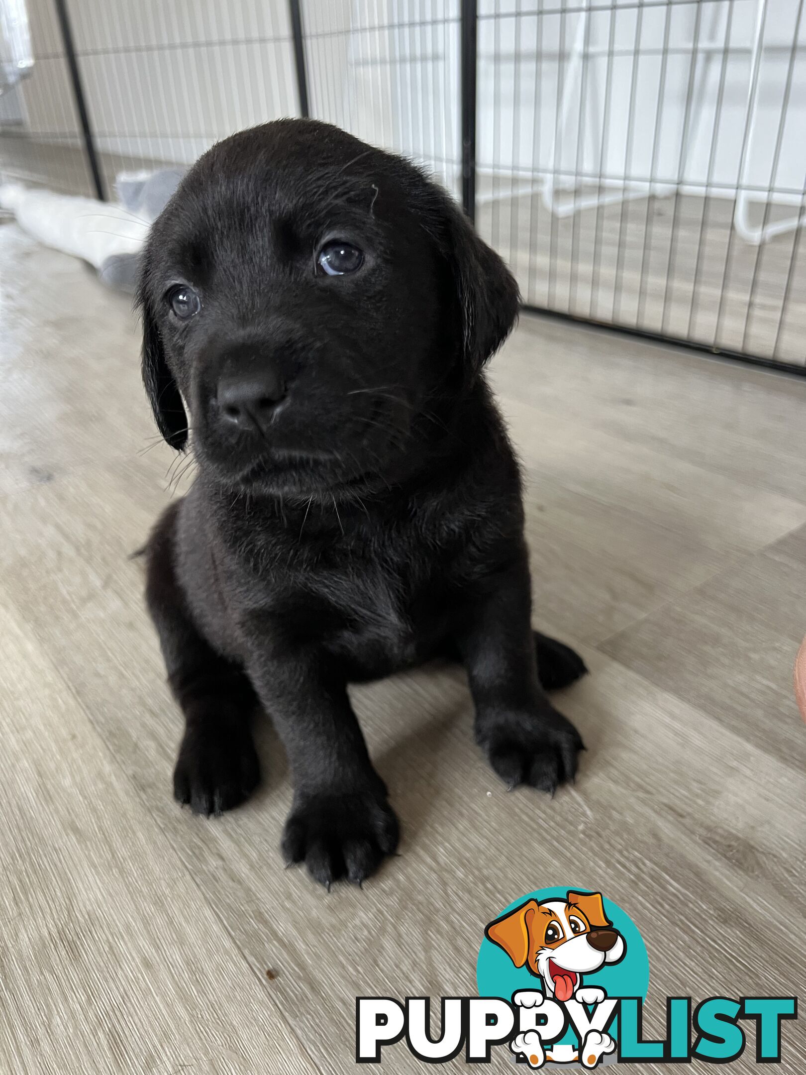 Purebred Labrador puppies