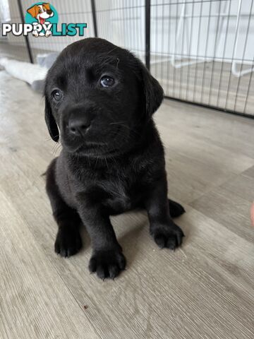 Purebred Labrador puppies