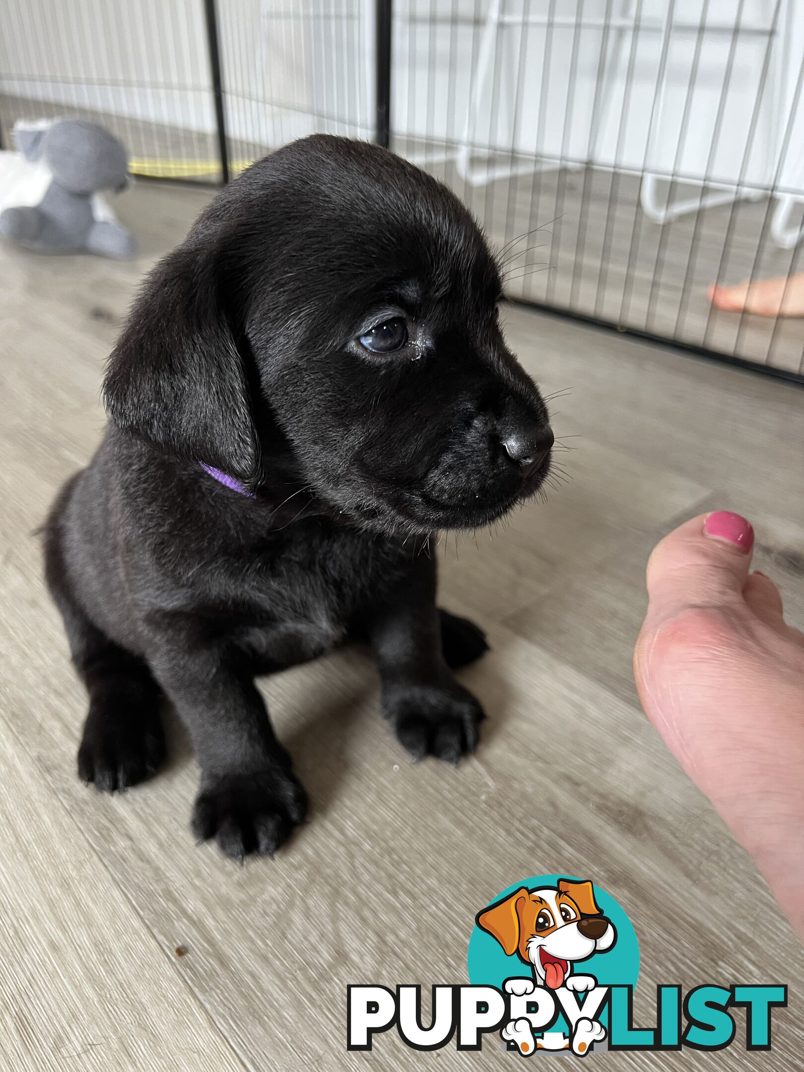 Purebred Labrador puppies
