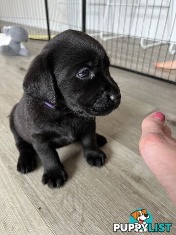Purebred Labrador puppies