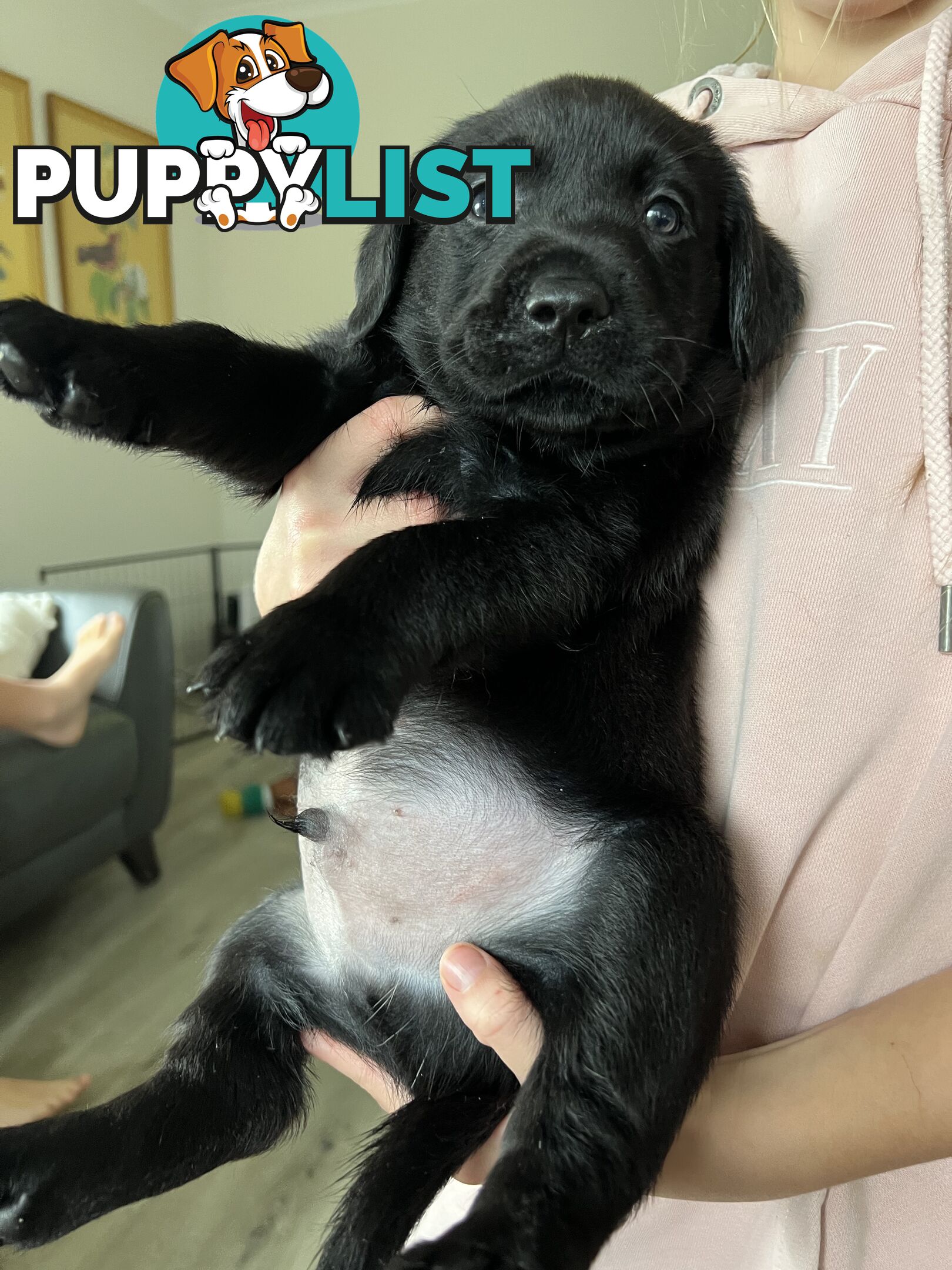 Purebred Labrador puppies