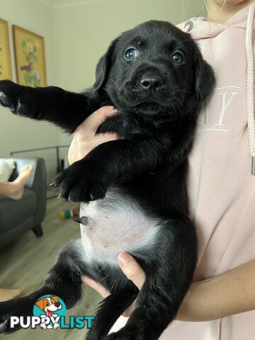 Purebred Labrador puppies
