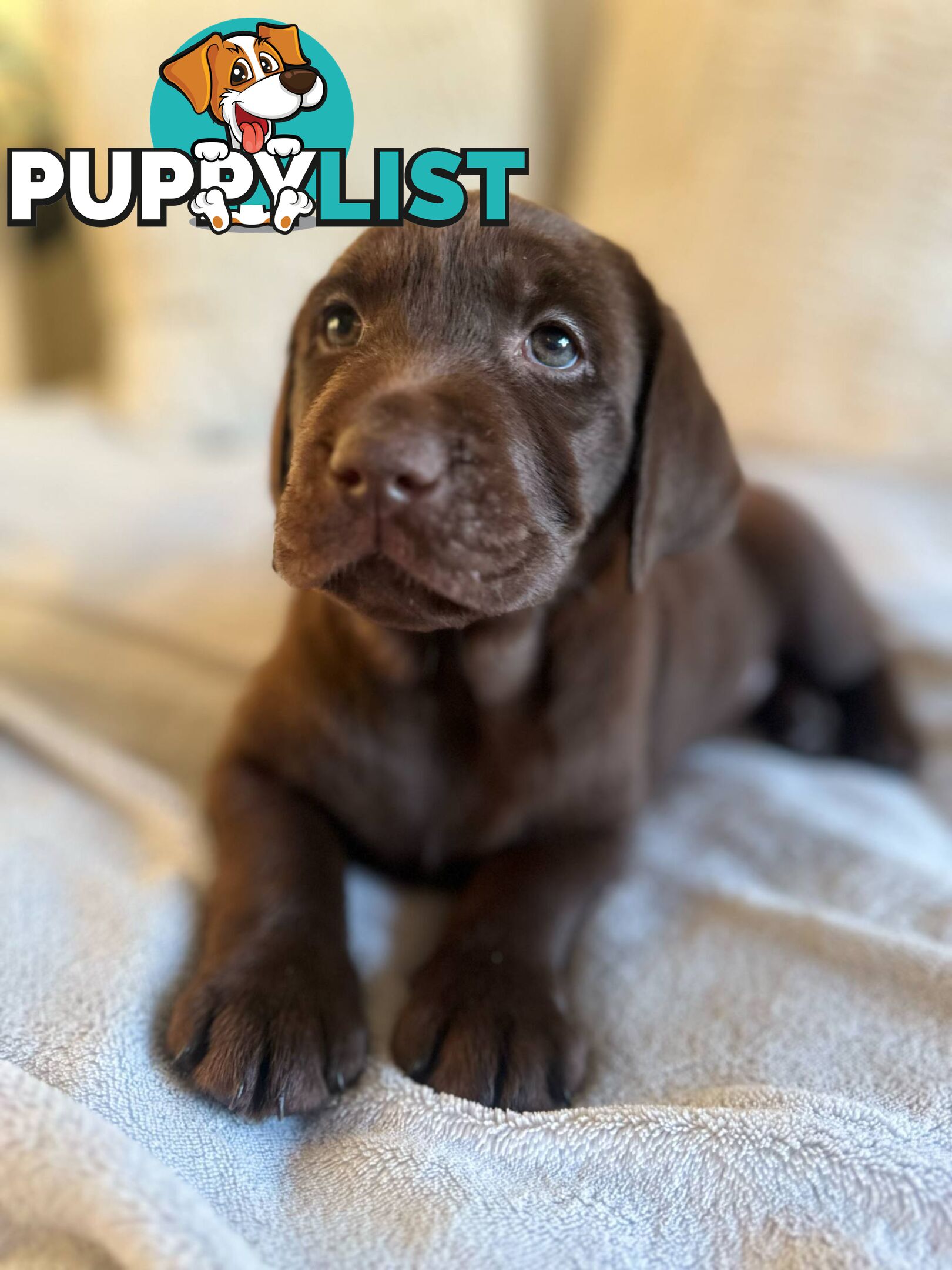 Purebred Labrador puppies