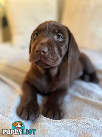 Purebred Labrador puppies
