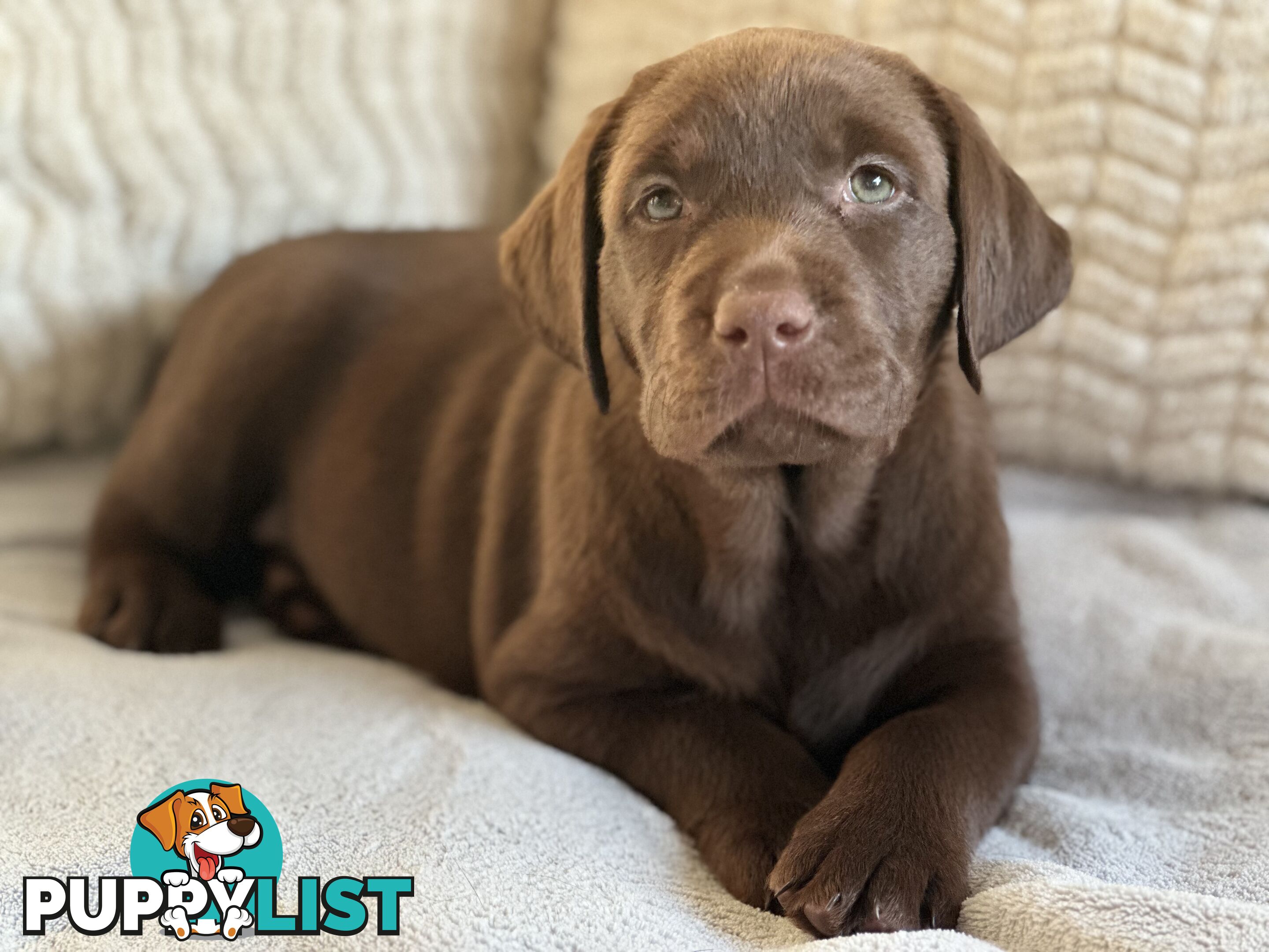 Purebred Labrador puppies