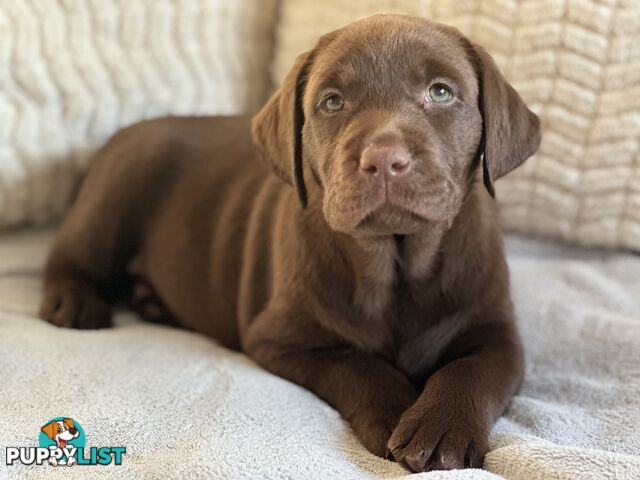 Purebred Labrador puppies