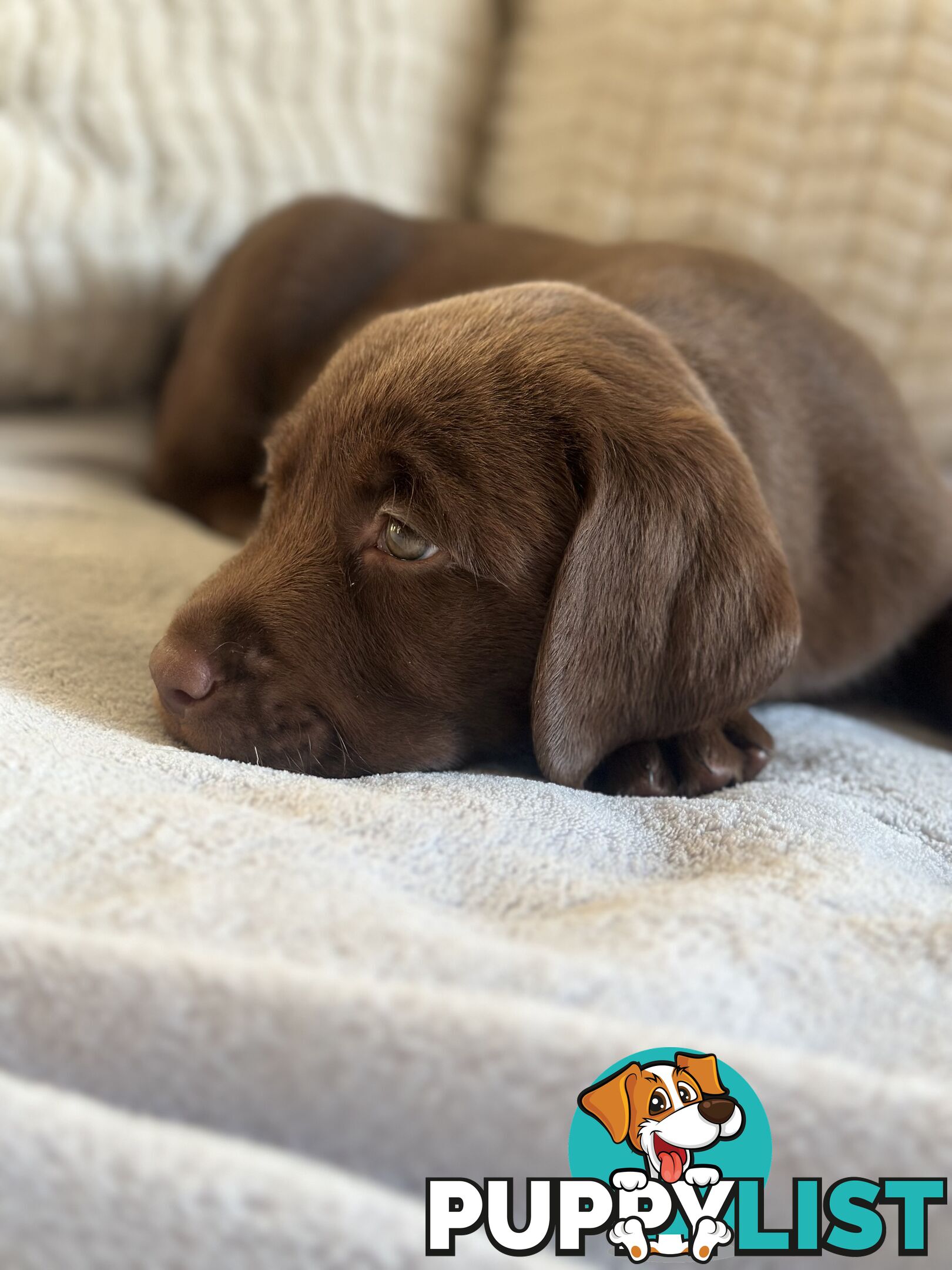 Purebred Labrador puppies
