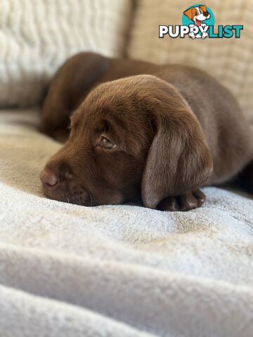 Purebred Labrador puppies