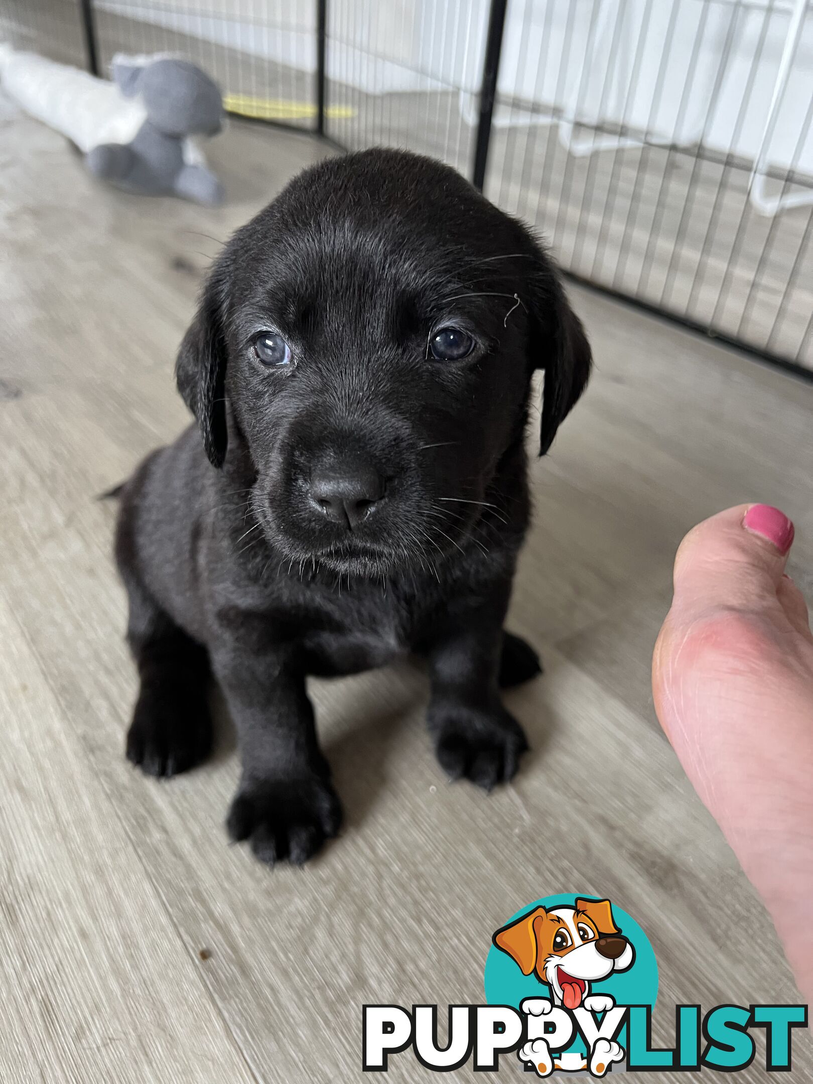 Purebred Labrador puppies