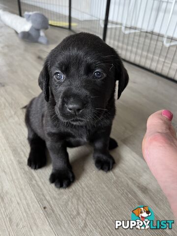 Purebred Labrador puppies