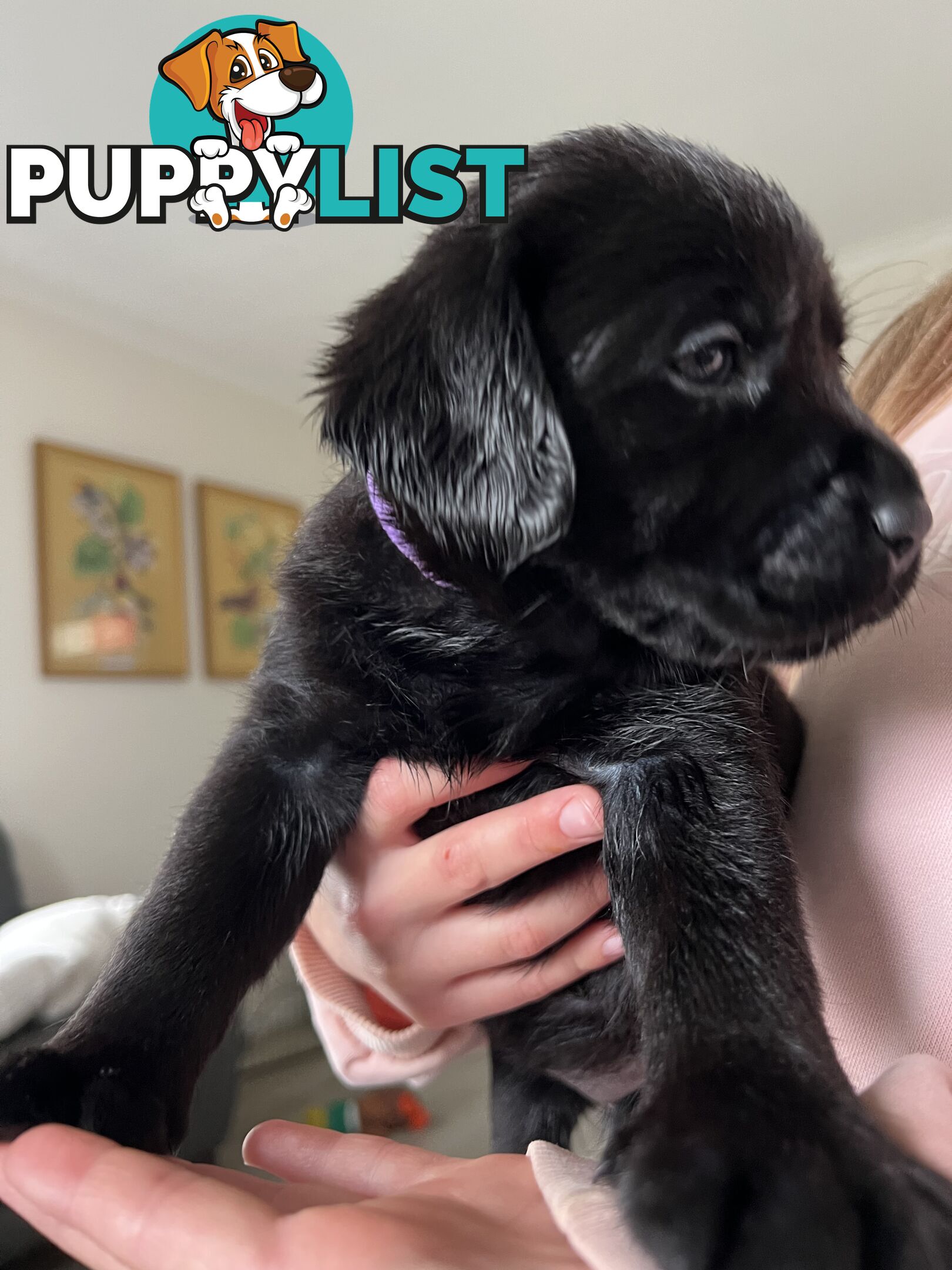 Purebred Labrador puppies