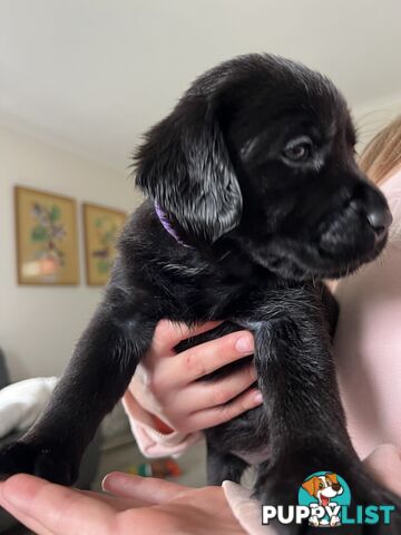 Purebred Labrador puppies