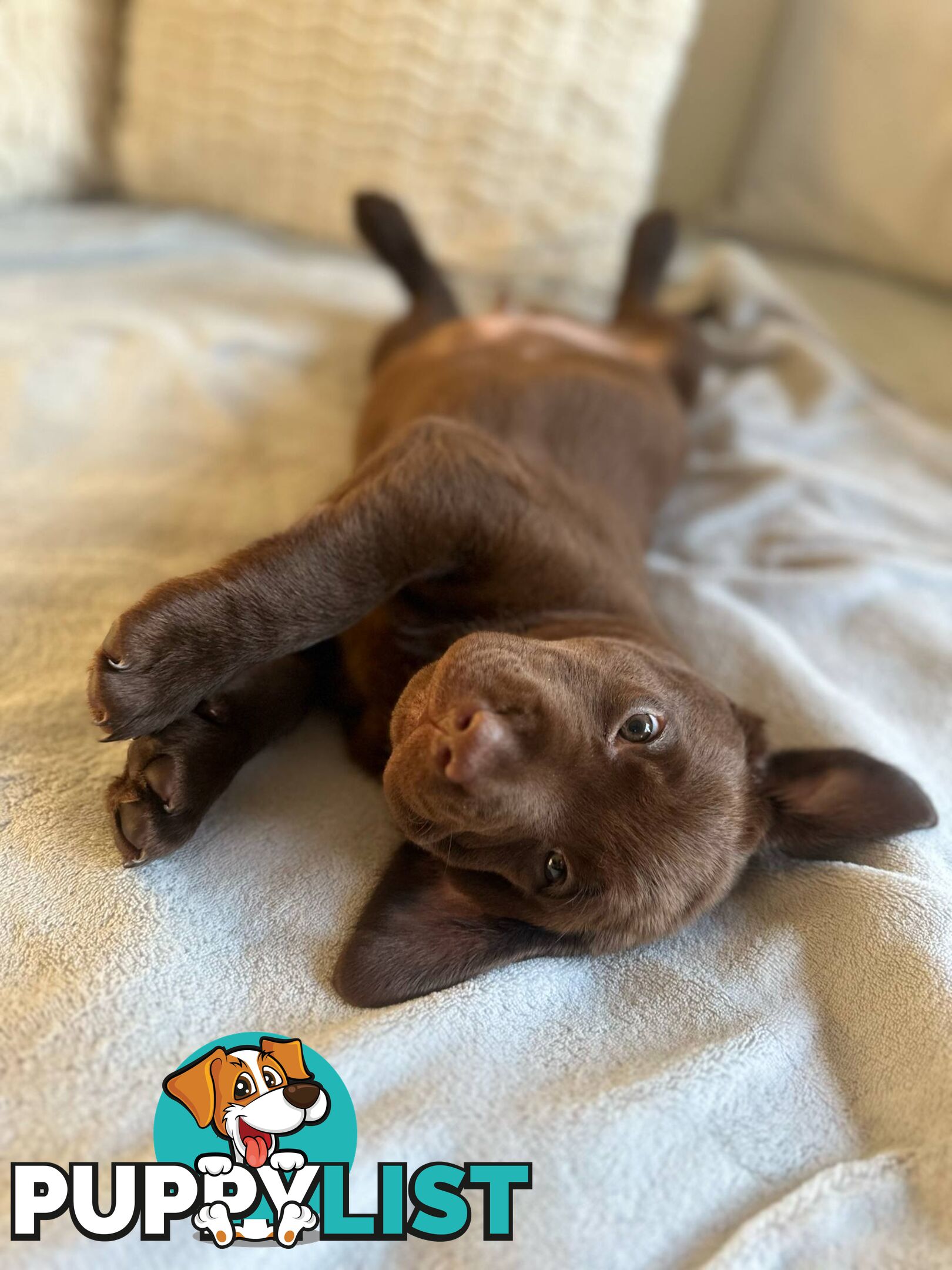 Purebred Labrador puppies
