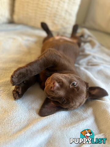 Purebred Labrador puppies