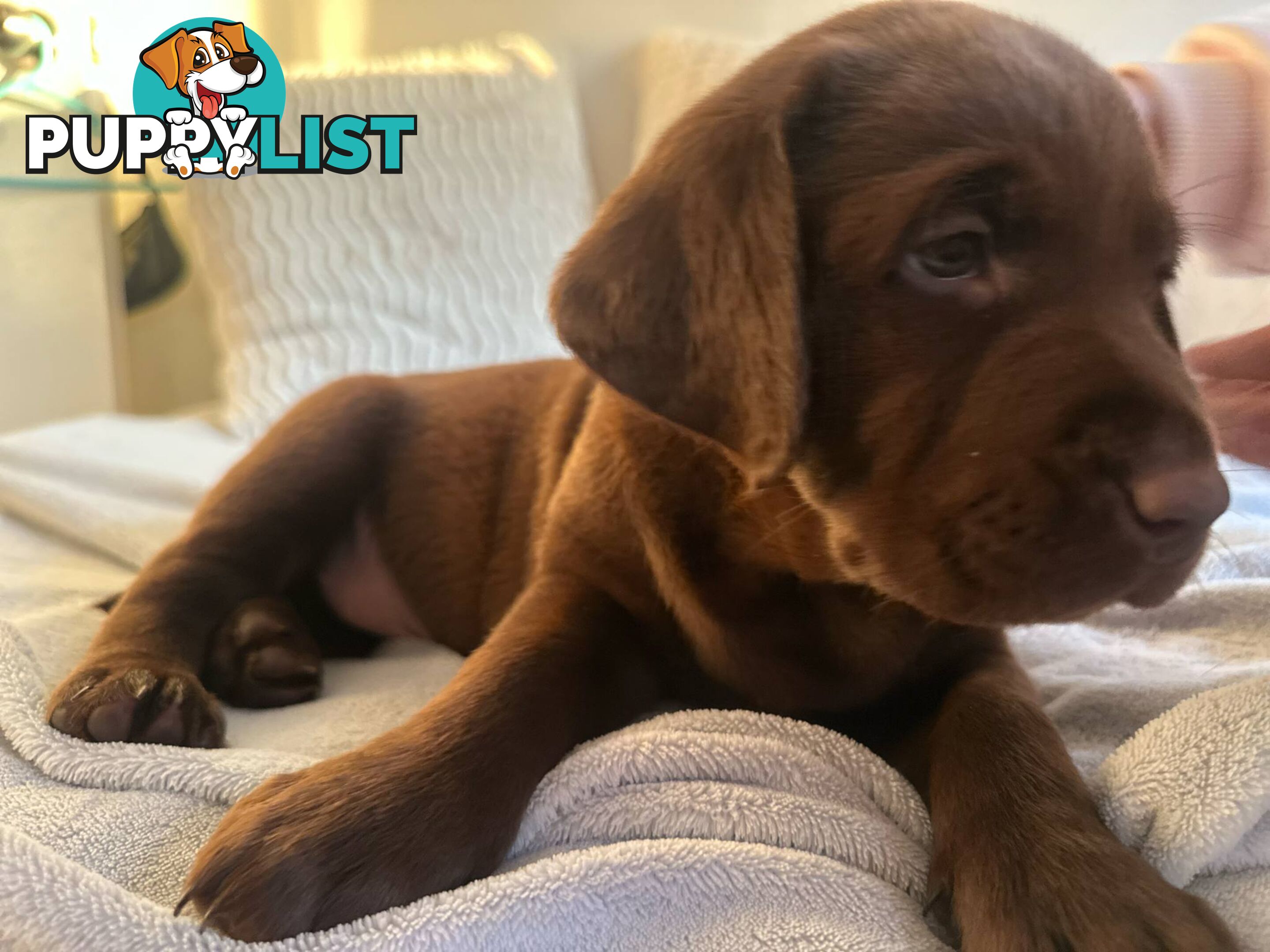 Purebred Labrador puppies