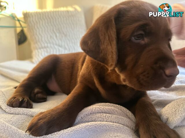 Purebred Labrador puppies