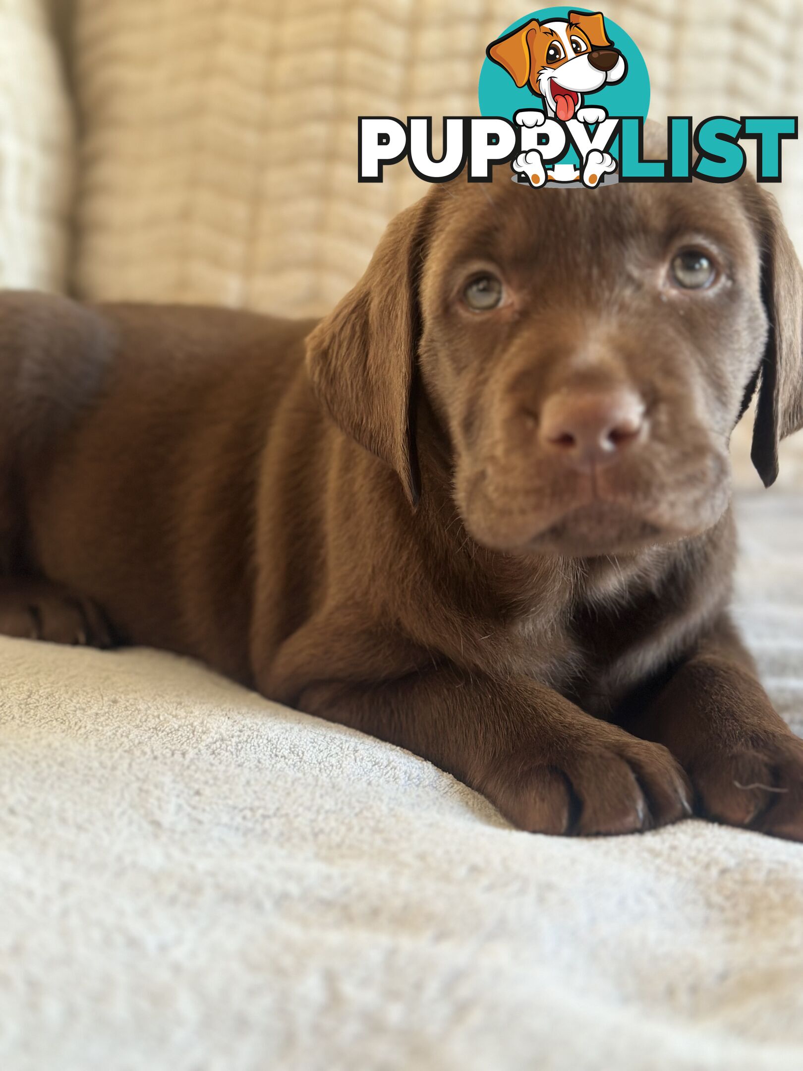 Purebred Labrador puppies